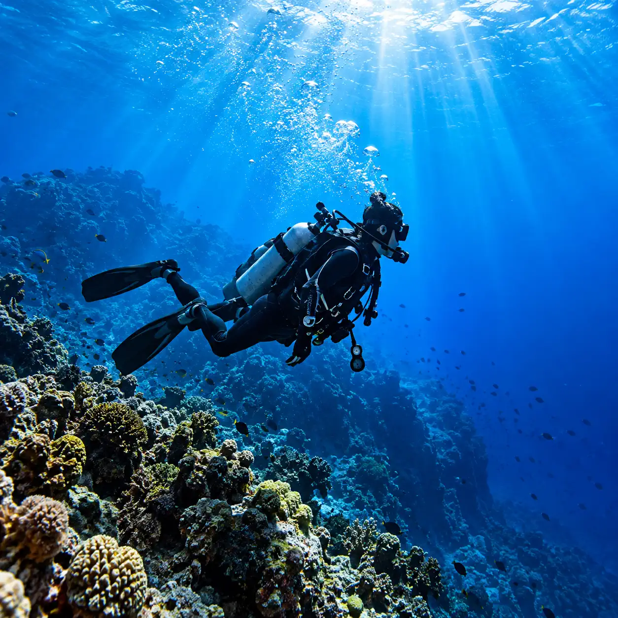 ADVANCED -Wet Spot Scuba Diving Dauin Philippines