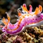 Dauin Macro Diving Guide