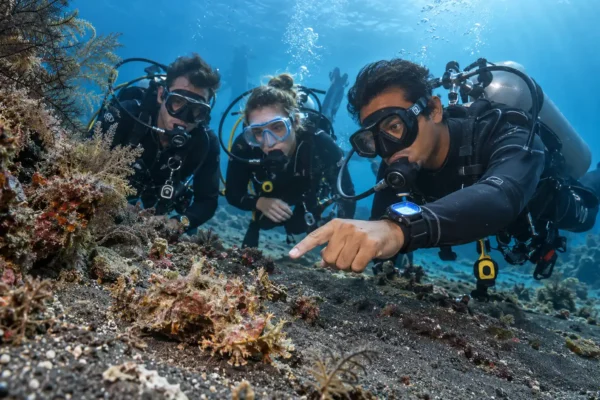 Dive Guide