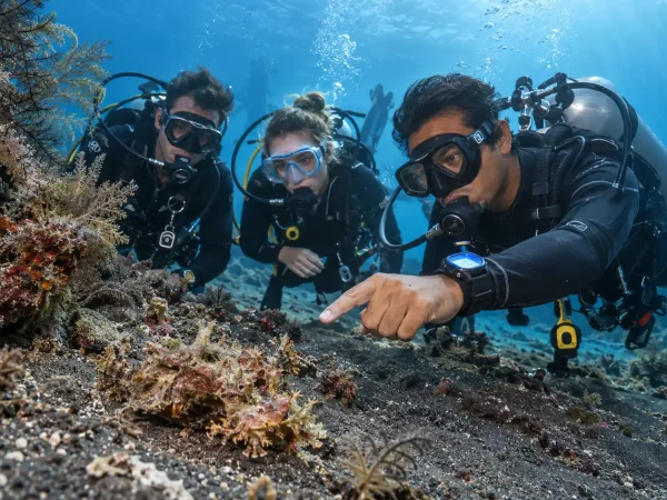 Dive Guide