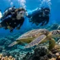 Dauin Macro Diving Guide