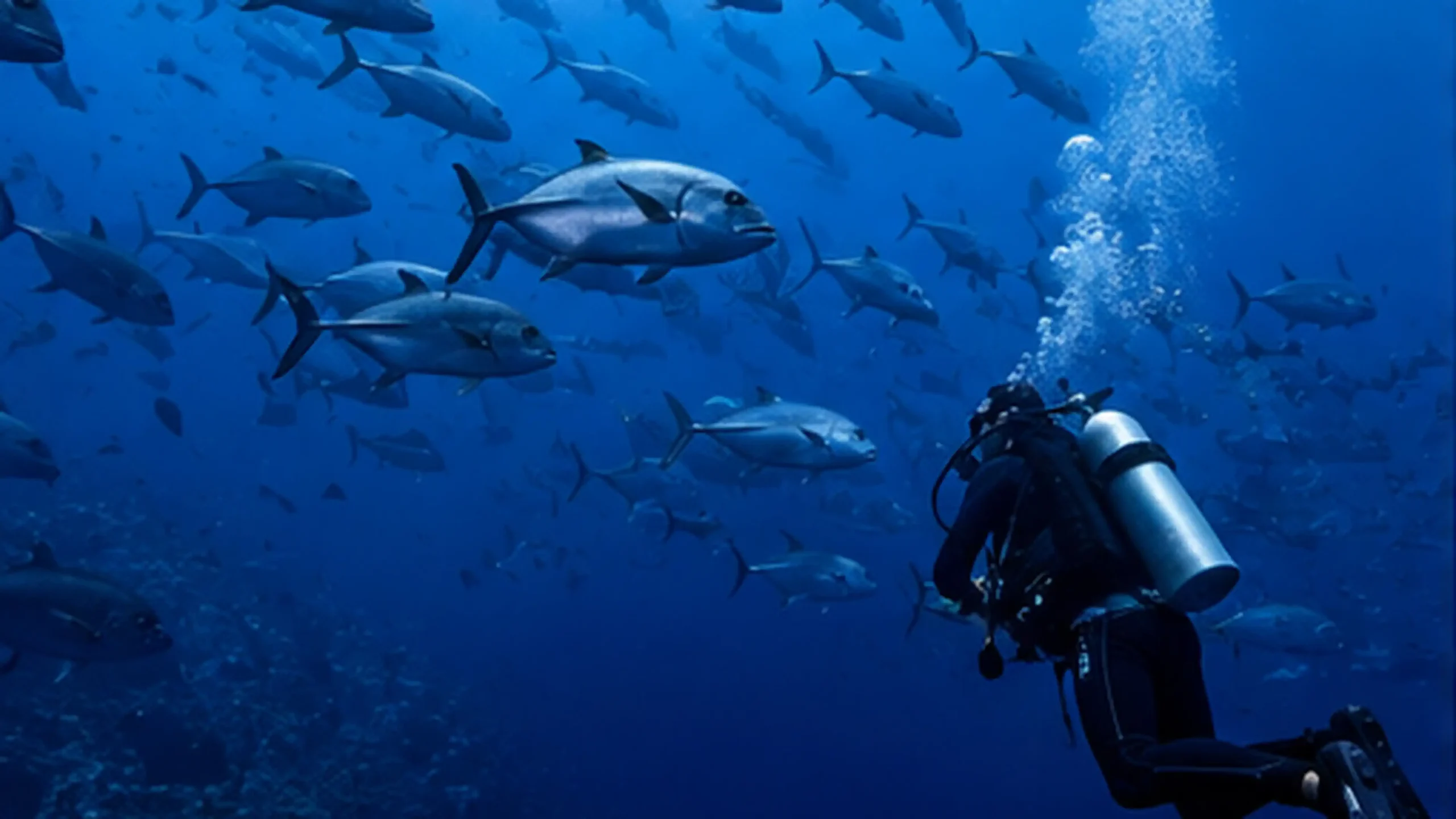 wet spot scuba dauin deep dive 40 schooling pelagic fish scaled -Wet Spot Scuba Diving Dauin Philippines